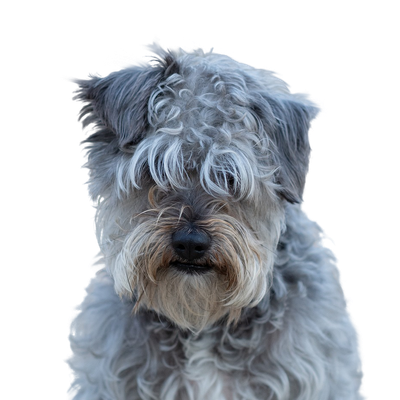 Tri colored fashion schnauzer